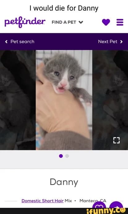 Why Everyone Who 'Just Browses' Petfinder Always Ends Up With a New Pet